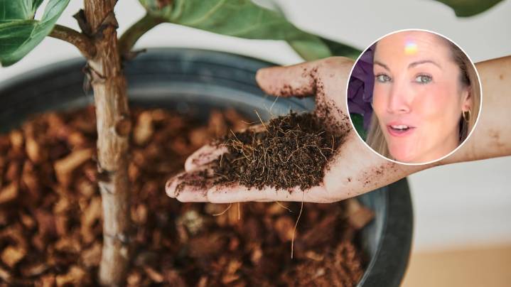 Natalia Sáez, especialista: “Si tus plantas no crecen, es porque les falta esto”