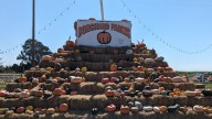 Find your perfect pumpkin at these 5 California patches