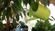 5 trucos de jardinería para que las plantas de interior se mantengan vigorosas y coloridas de primavera a verano