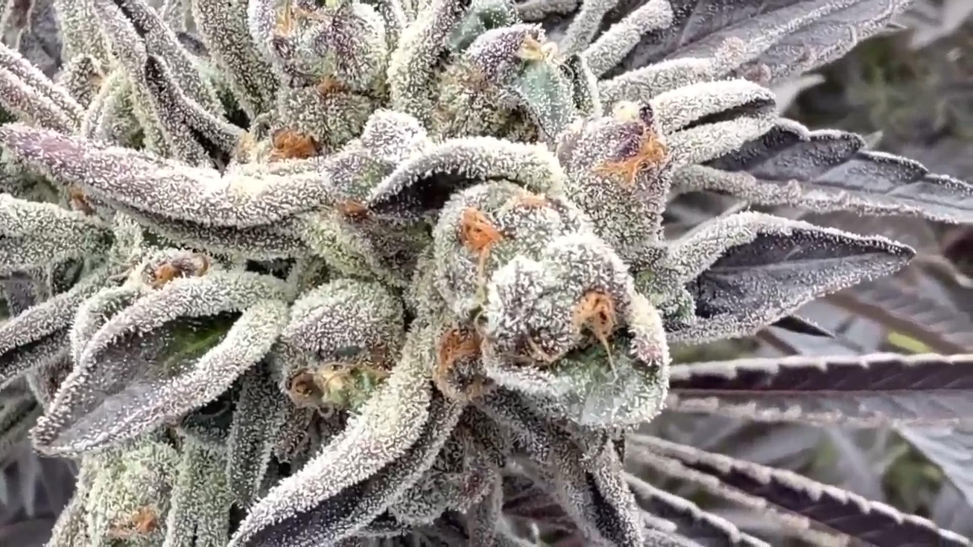 Colombia set to begin selling cannabis flower in pharmacies