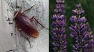 Tired of Cockroaches? Here Are 10 Easy-to-Grow Plants That Naturally Keep Roaches Out of Your Home