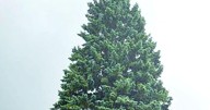 Sault Ste. Marie spruce becomes state of Michigan's 39th Christmas tree