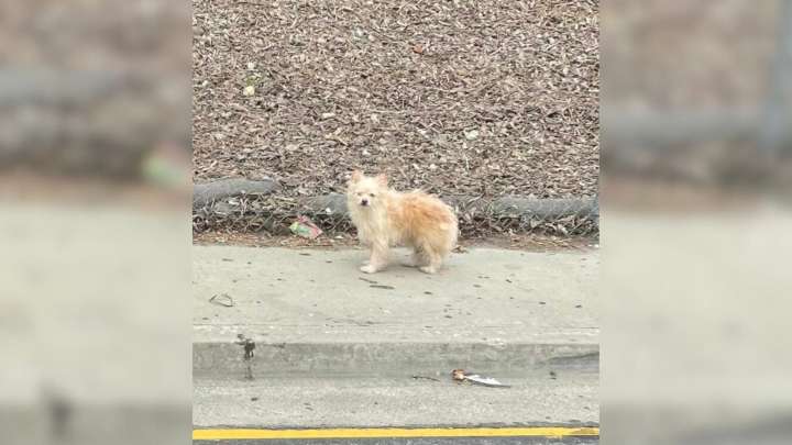 Abandoned Pup Refuses To Leave The California Freeway Where His Family Left Him Behind