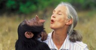 Murió Jane Goodall, la madre de los chimpancés