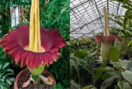 Roban en Alemania la flor “David”, la planta más grande y apestosa del mundo