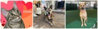 Meet Dottie, Sunday and Bi Bi, this week’s Pets of the Week in the San Gabriel Valley