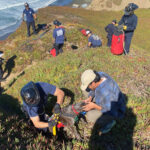 A San Francisco dog wags its tail and kisses rescuers after it’s plucked from the side of a cliff