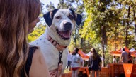 Over 230 pets find homes at Best Friends Super Adoption event