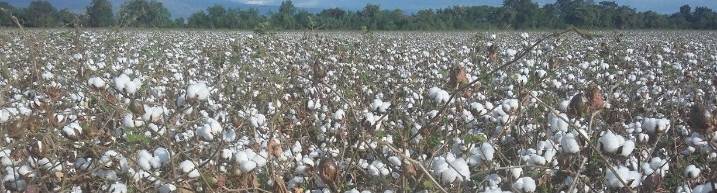 Tiempo de algodón en el ´Plan´ del Norte del Valle