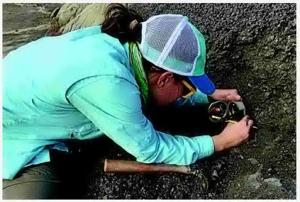 Study: Dinosaurs thrived before asteroid strike