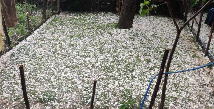 Hailstorm Ravages Orchards, Paddy Fields in North Kashmir District
