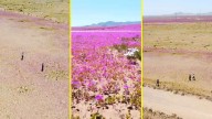 Denuncian conducta irresponsable: Visitantes son captados caminando sobre el desierto florido