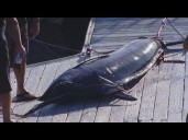 Crane collapses onto boat after workers try to weigh massive marlin, 2 injured