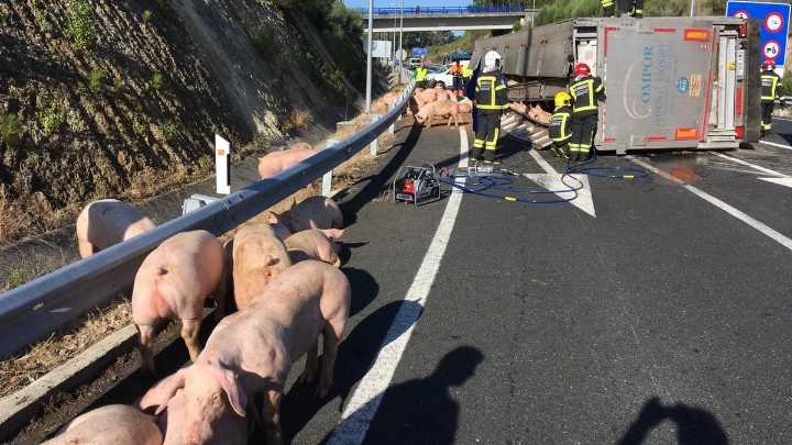 Un camión lleno de cerdos volcó en la Ruta 7 y la gente se llevó la carga