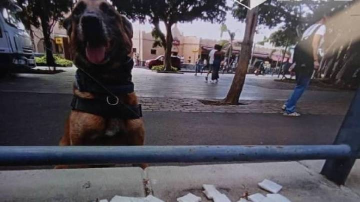 El agente 'Odín' decomisa 15 bolsas de hachís y medicamentos en Santa Cruz de Tenerife