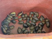 Caen tres por venta ilegal de productos marinos con valor de más de 133 mdp