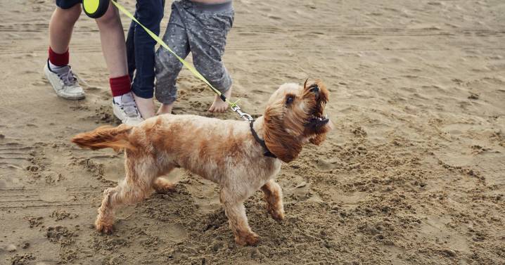 'I'm a dog expert - these breeds can be more aggressive'