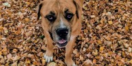 Summit County Animal Control reduces adoption fees to $28 for dogs this ‘Barktober!’