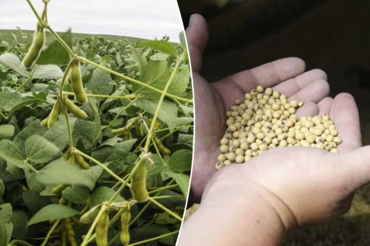Trump announces China will resume purchases of ‘large, tremendous amounts of soybeans’