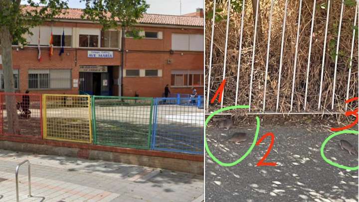 Alertan de la presencia de ratas en un colegio de Palencia: la Junta pide al Ayuntamiento su "urgente desinfección"