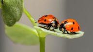 Los científicos alertan: "Hay que convencer a todos de que, sin insectos, no habrá alimentos"