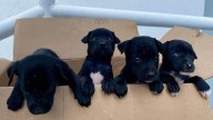 Tampico impulsa adopción y cuidado responsable de mascotas con campaña permanente