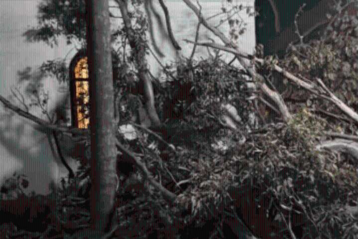 Árbol gigante cayó frente a una capilla de Paraná en plena misa