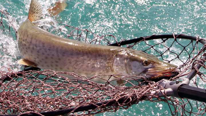 Looking to catch a big muskie? Here's where Ohio is stocking the fish