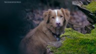 Dog star of horror film 'Good Boy' pens letter asking Oscars to recognize animal actors