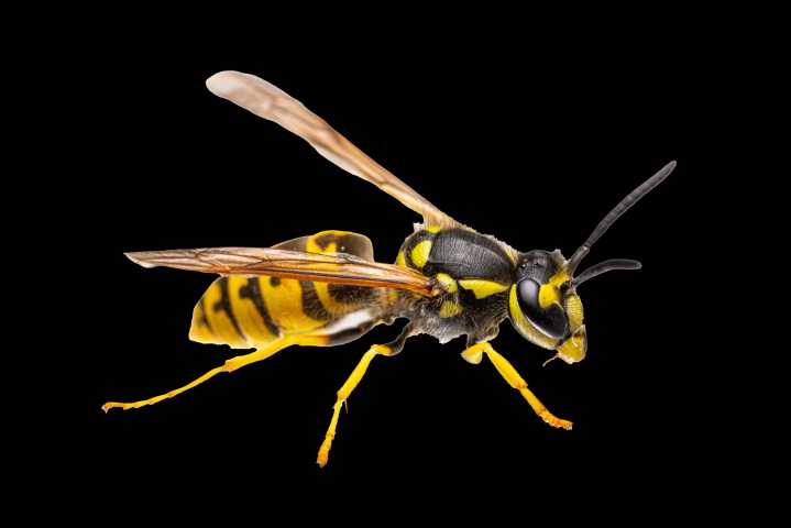 I took on a hornet