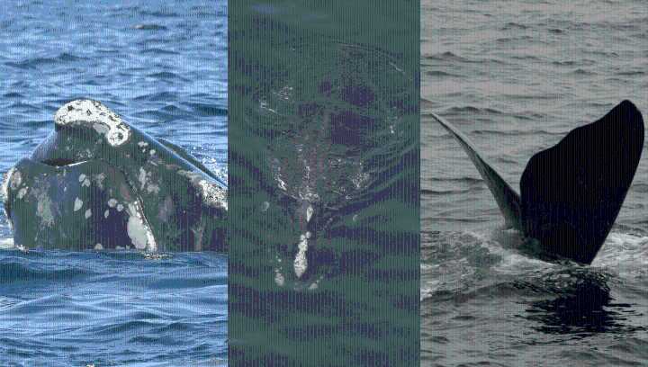 18 Endangered North Atlantic Right Whales Given Creative New Names, From Dandelion To Lasagna