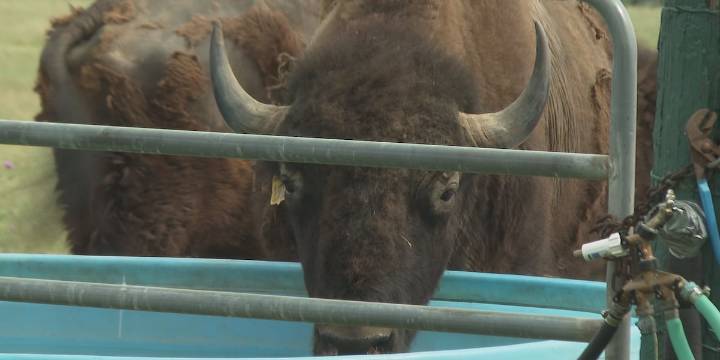 Bryan rancher says government shutdown could delay progress on bison vaccine