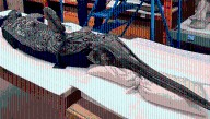 190-Million-Year-Old Sea Monster Named The “Dragon Sword Of Dorset” Bridges A Pivotal Gap In The Jurassic Timeline