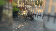 New Jersey Shelter Finds Elderly Dogs Tied To Fence With Plea From Homeless Owner