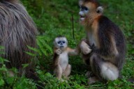 China's rare golden monkeys debut at European zoos, a possible successor to 'panda diplomacy'
