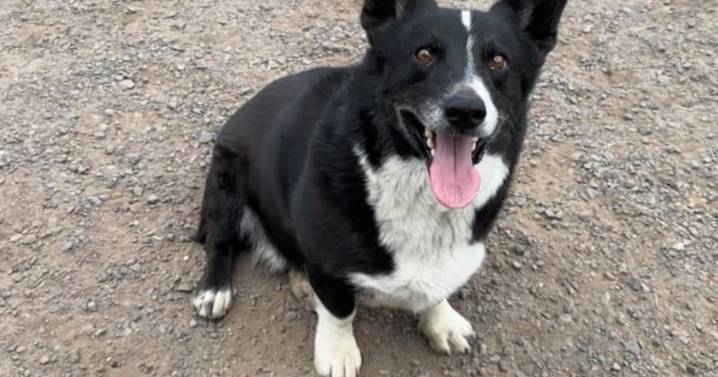 Opie, el perro corgi que huyó en una tormenta y fue hallado a 3 mil km de su hogar