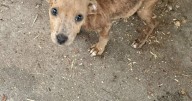 LaFayette police looking to reunite lost puppy with owner