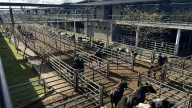 Vacunos. Cierre de semana con altibajos en el Mercado Agroganadero de Cañuelas