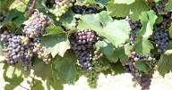 Local vineyards combat disease growth due to cooler temps