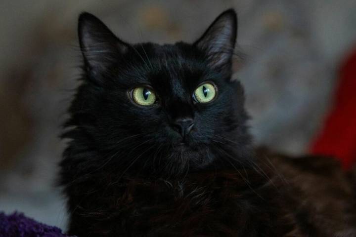 Ciudad española prohíbe adopción de gatos negros en Halloween