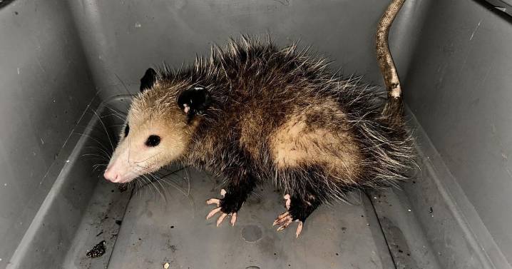 Three opossums caught in Hawaii this fall