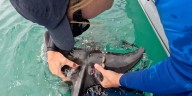 VIDEO: Rescuers free baby dolphin caught in fishing line