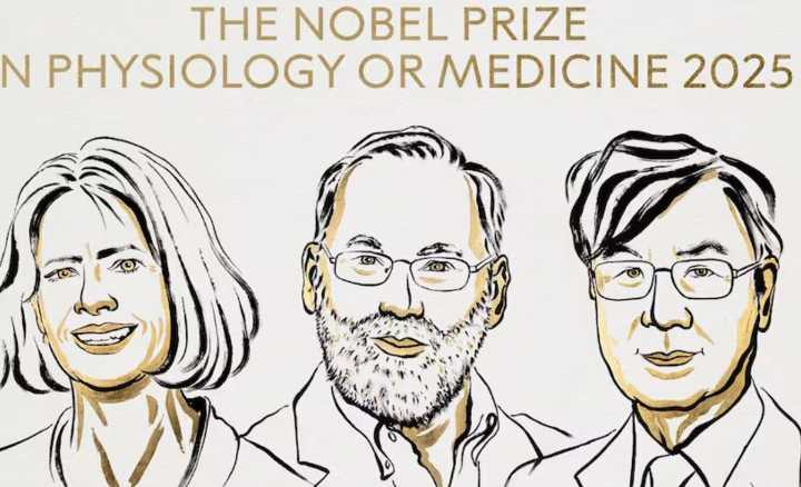 El Nobel de Medicina fue otorgado a Brunkow, Ramsdell y Sakaguchi