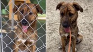 What A California Shelter Worker Did For A Forgotten Dog Sparked An Unbelievable Turn