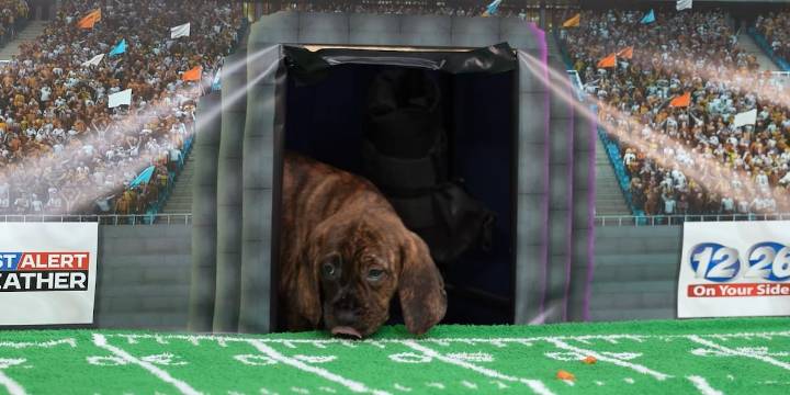 Puppy Picks: Week 10| Evans vs. Greenbrier