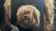 Missouri Rescuers Shave Matted Dog But What They Found Inside Broke Their Hearts