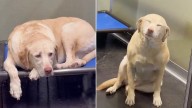 Alabama Dog’s Reaction To Hearing Her Mom’s Voice After A Week Will Melt Your Heart