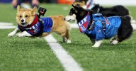 NFL Reacts results: Woof, Bills Mafia!