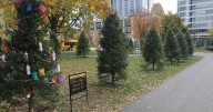 Cathedral Square Park transforms into 'Community Spirit Park' for holiday season
