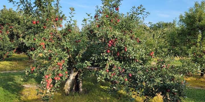 Apple orchard donating 100% of apple sales to Jamaican workers